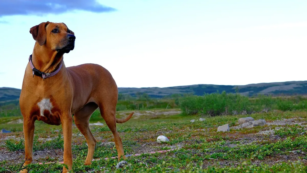 Why Is My Dog's Poop Like Jelly With Blood?