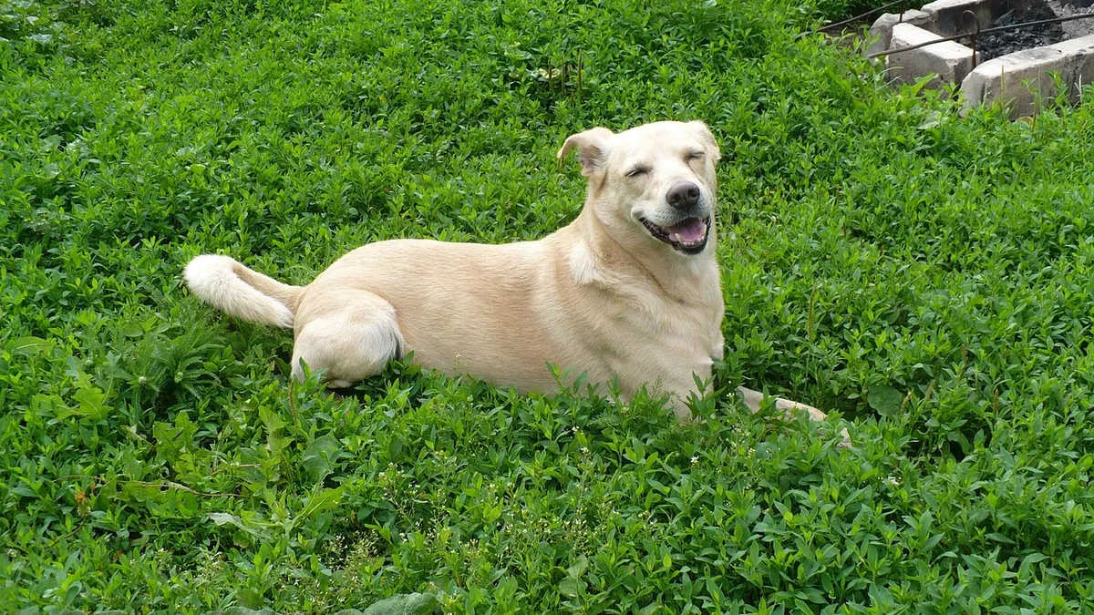 Dog Poop Not Solid: Causes of Loose Stool in Dogs