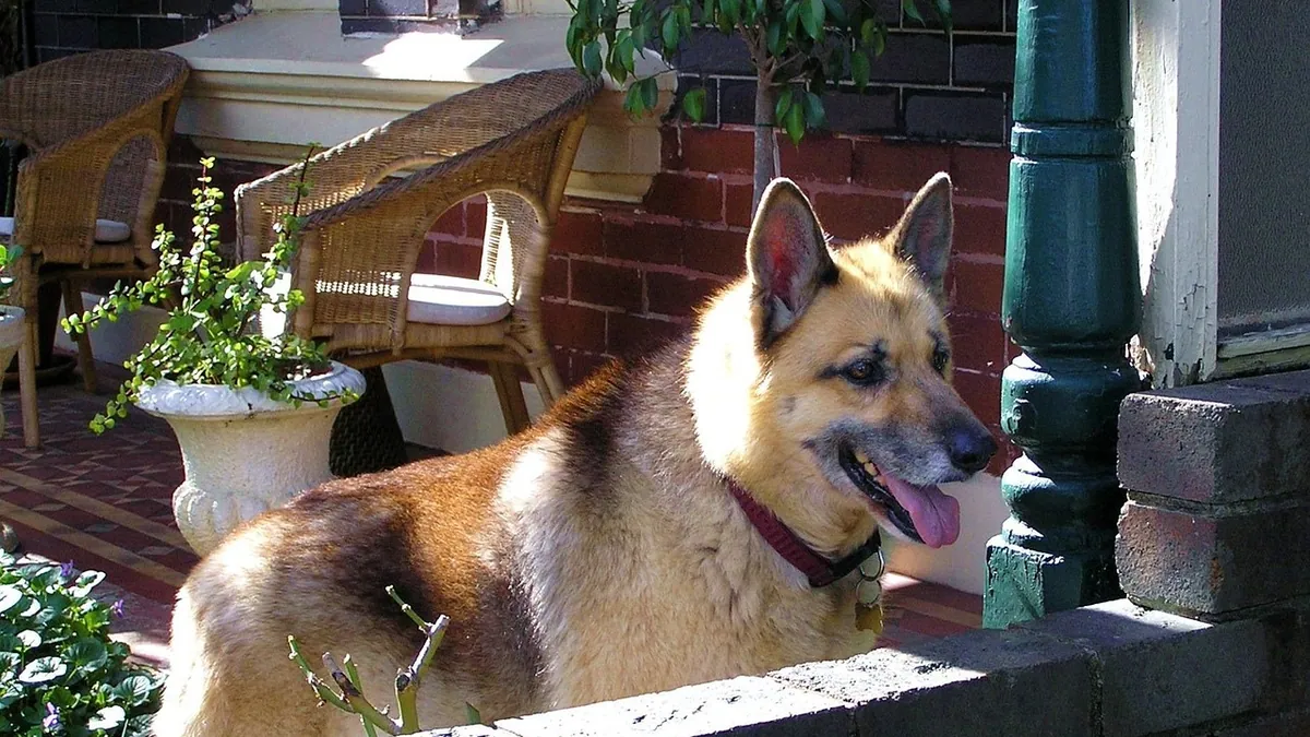 Why Is My Dog's Poop Orange? Causes and What to Do