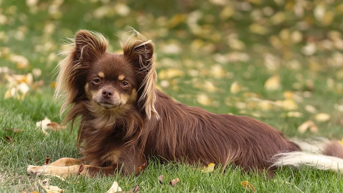 Why Is My Dog's Poop or Pee Neon Green?