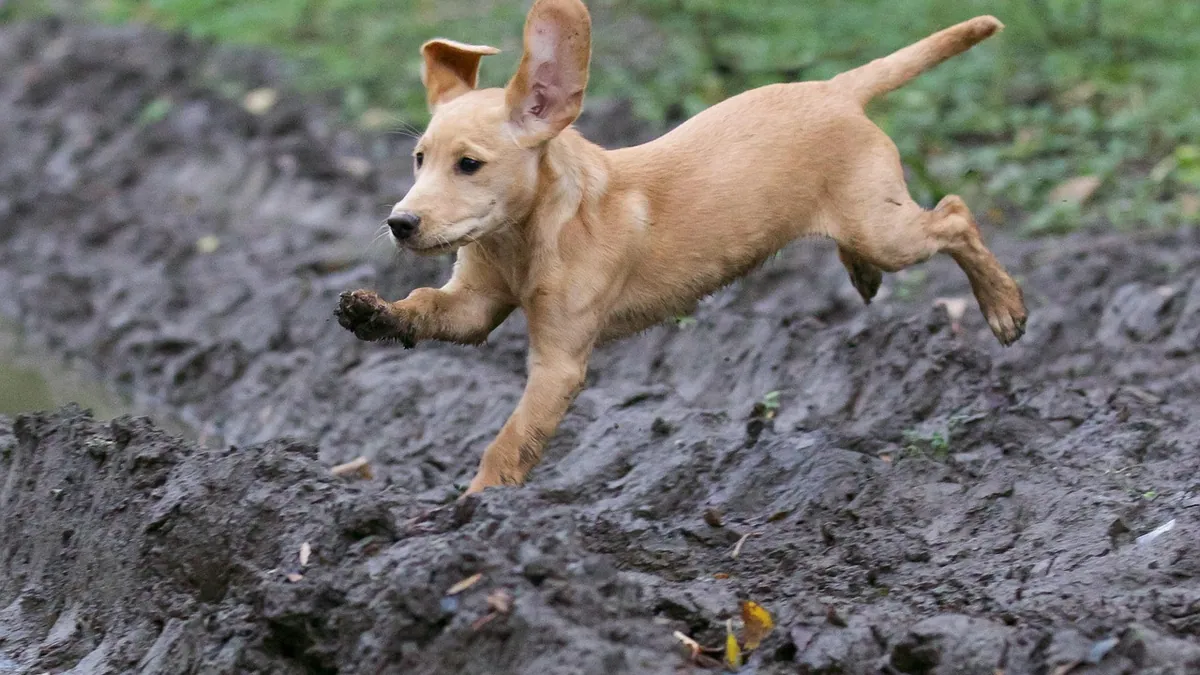 Dog Poop That Looks Like Raspberry Jam: What It Means