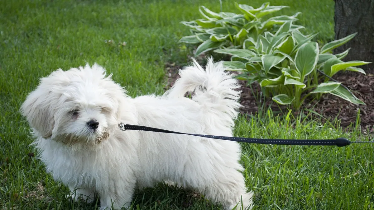 How Long Can a Dog Poop Sample Stay in the Fridge?
