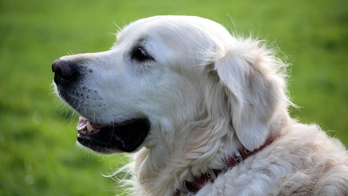 Why Is My Dog's Poop Slimy? Causes and When to Worry