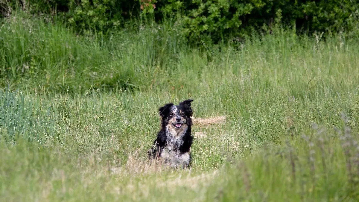 Dog Poop Types and What They Mean for Your Dog's Health