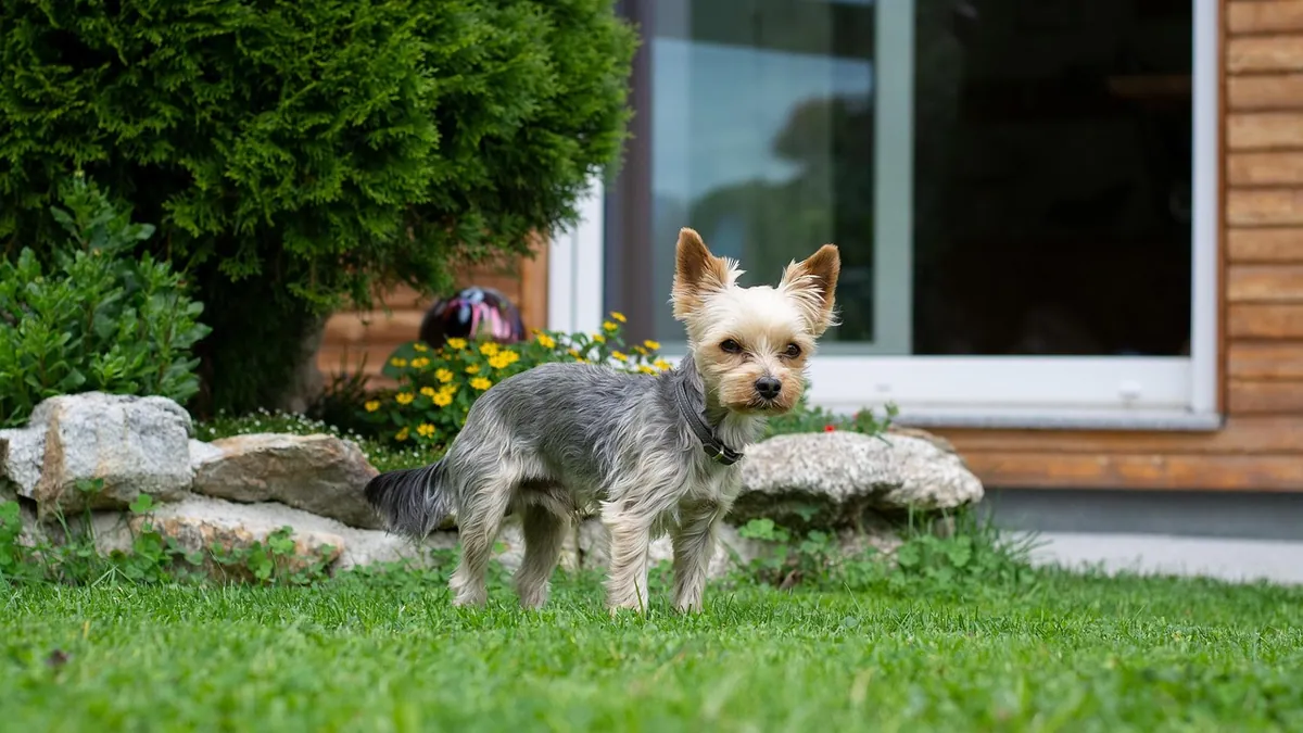 Why Is My Dog's Poop White? Causes and When to Worry