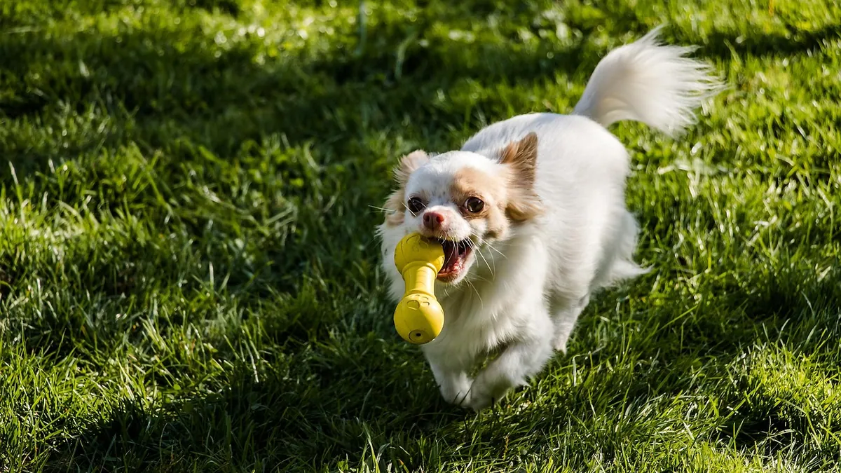 Yellow Slimy Dog Poop: Causes and When to See a Vet
