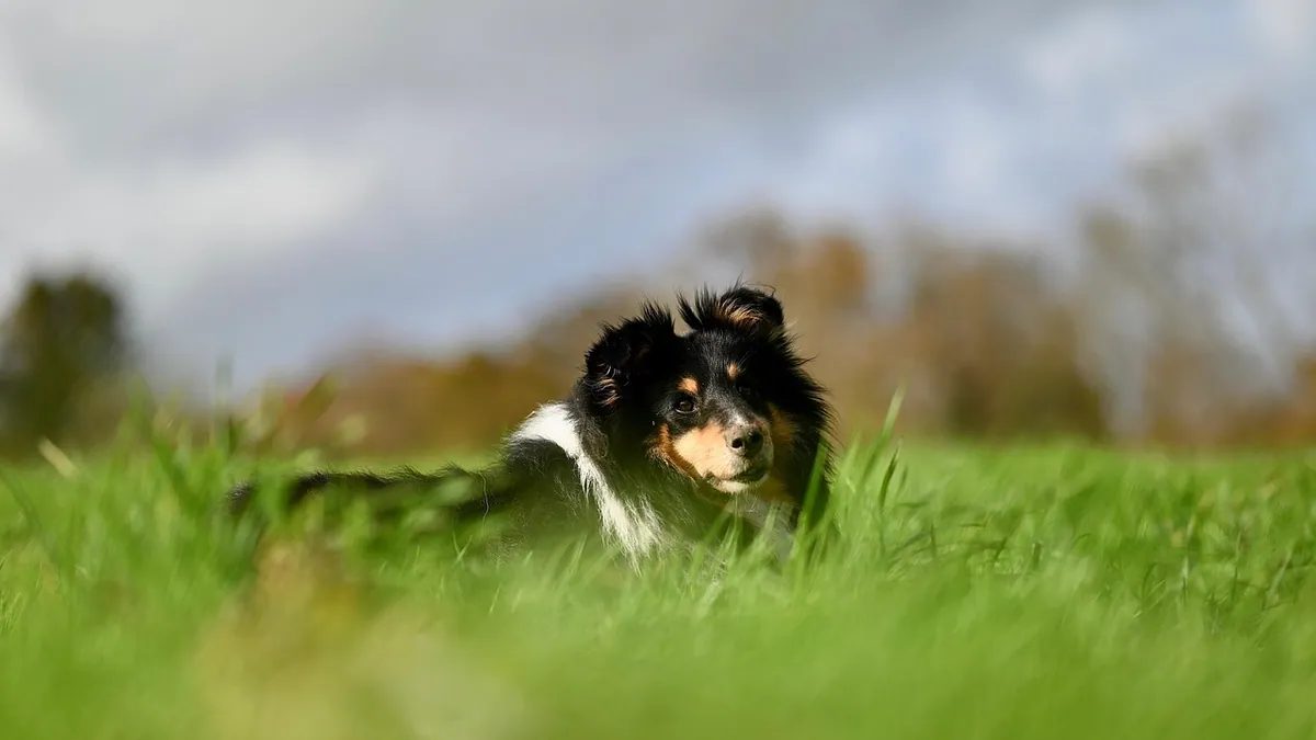 Why Is My Dog Pooping So Much? Causes and When to Worry