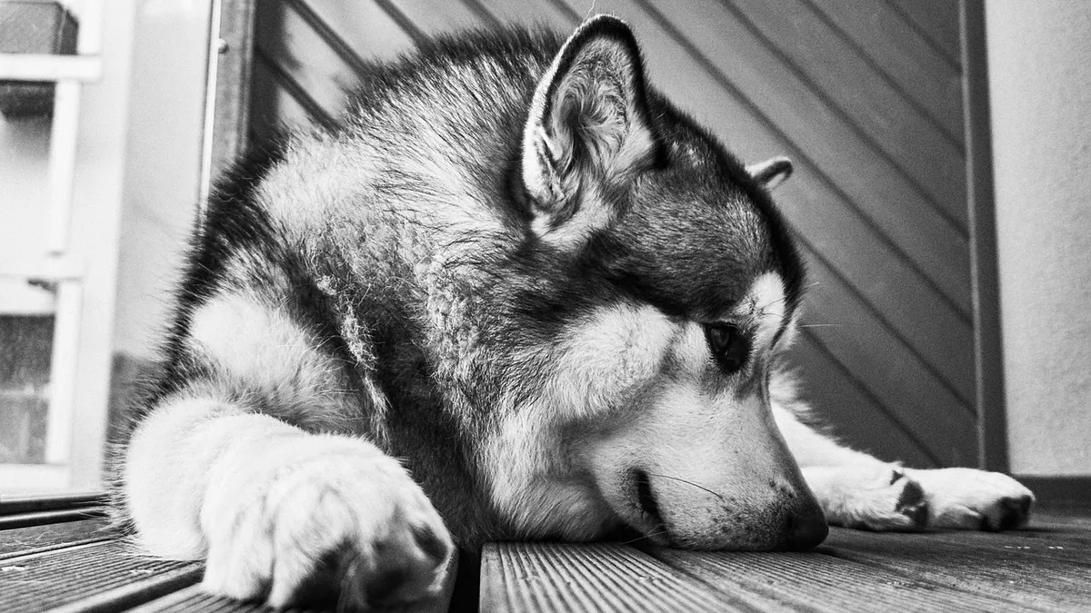 Dog Pooping Uncontrollably: Causes of Fecal Incontinence