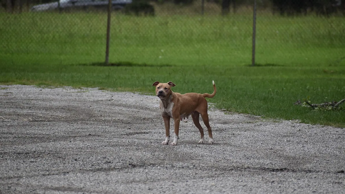 Is My Dog Pregnant or Just Fat? How to Tell the Difference