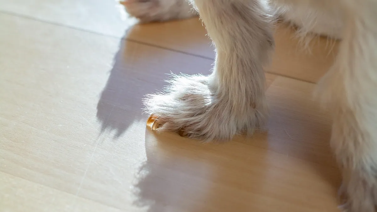 How to Tell If Your Dog Pulled a Muscle: Signs and Next Steps
