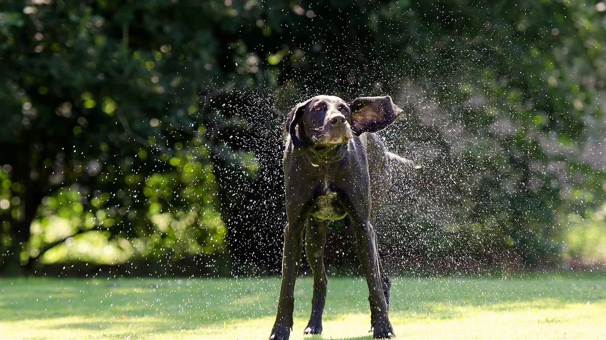 Why Is My Dog Quivering? Causes of Tremors and Shaking