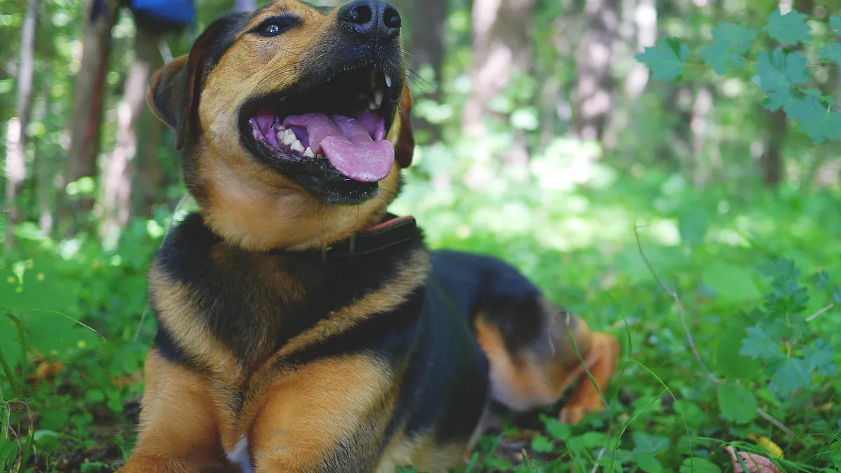 Ragged or Congested Breathing in Dogs: What It Means