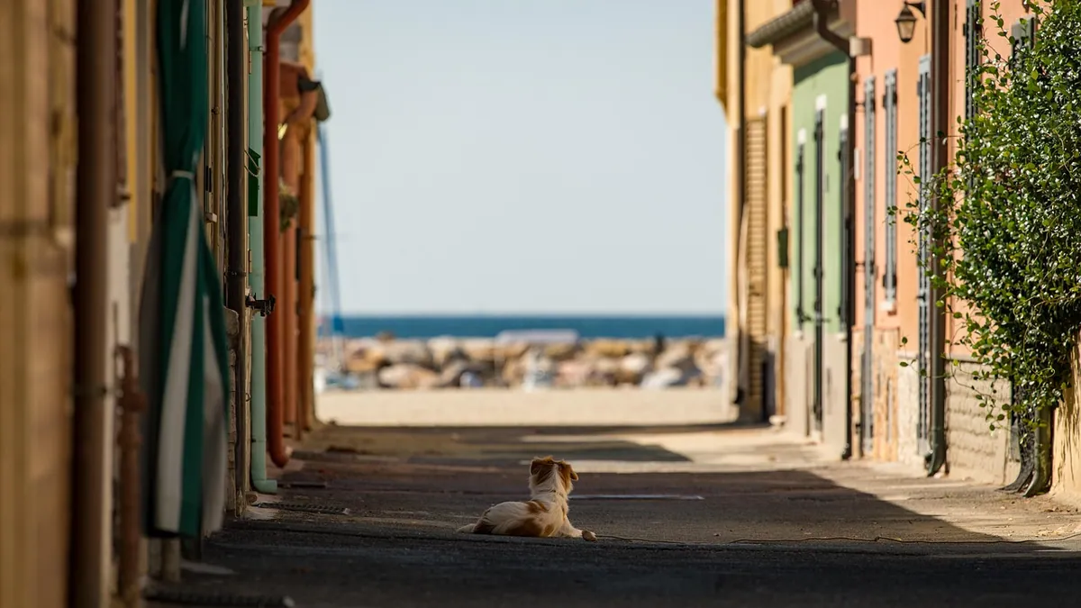 Dog Ran Away: Immediate Steps to Find Your Dog