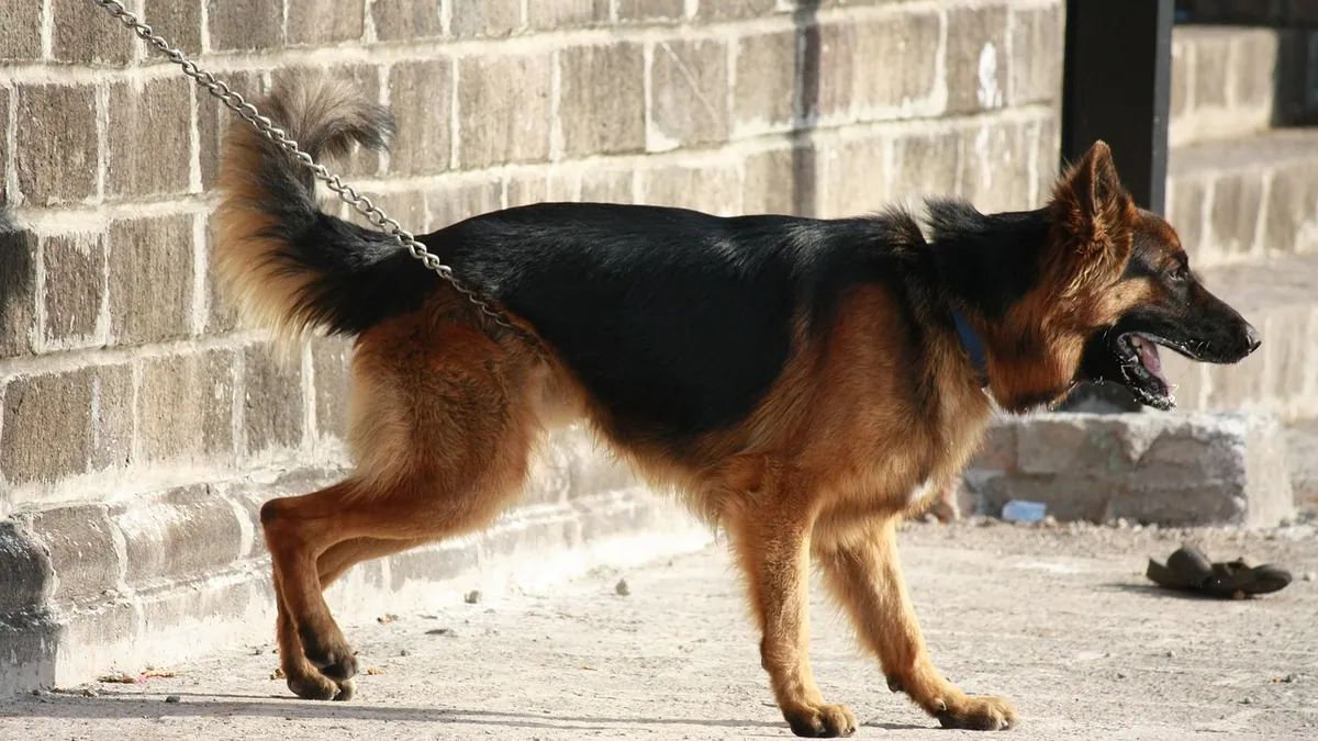 What Causes Reactivity in Dogs? Signs and Triggers