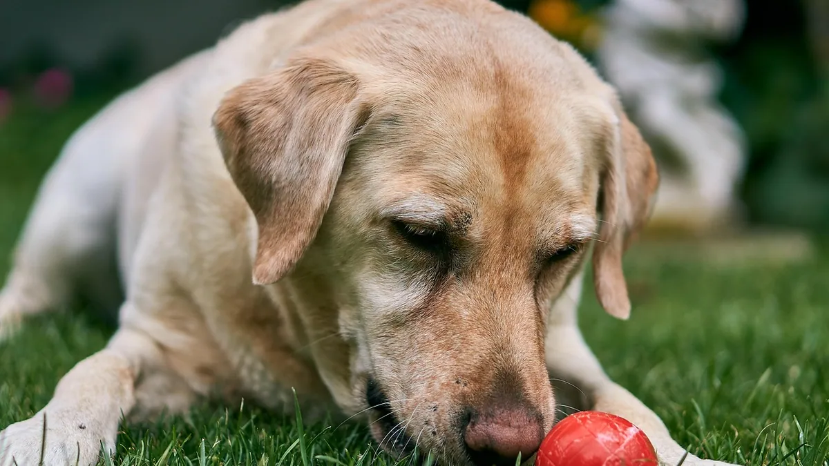 Red Bump on Your Dog's Mouth or Gum: What It Means