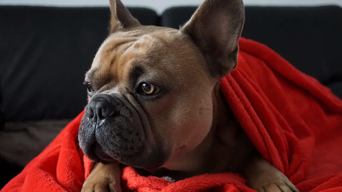 Red Paws and Red Skin in Dogs: Causes and Safe Home Care