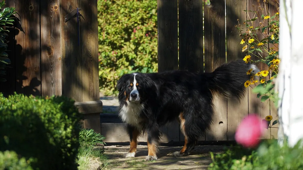 Why Won't My Dog Go Outside? Causes and What to Do