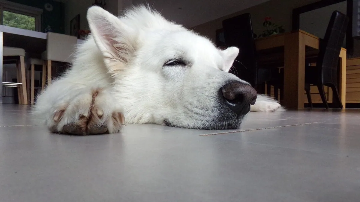 Dog Regurgitating Food: When It's Normal and When to Worry