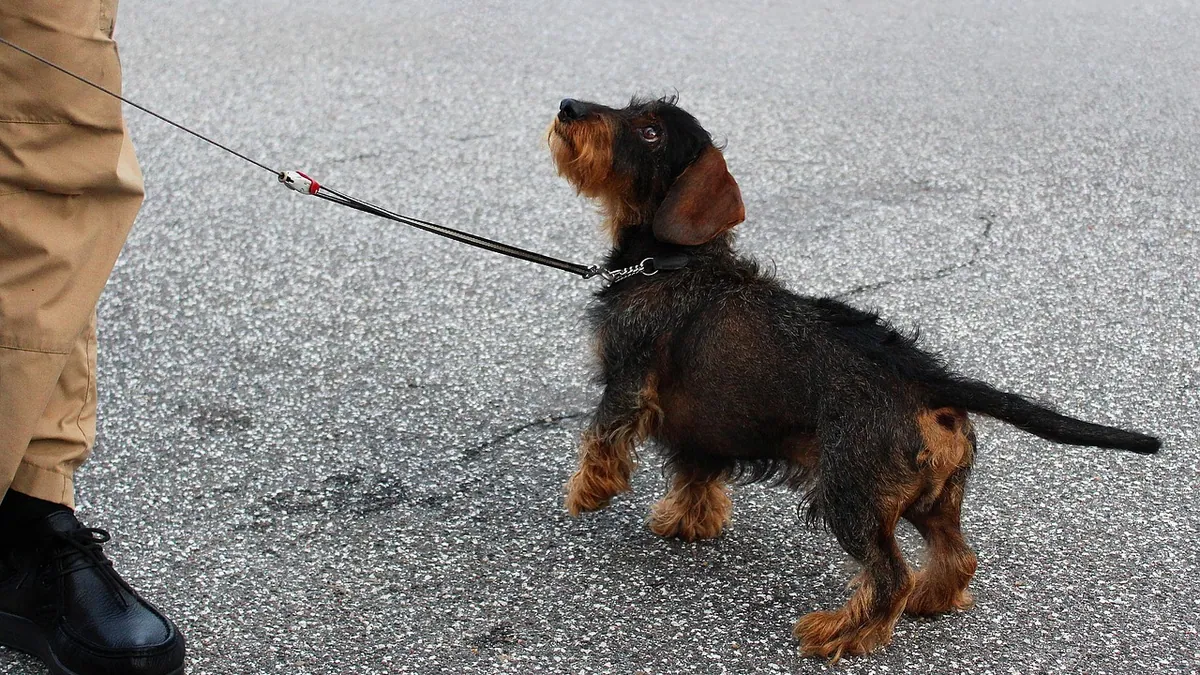 How to Get Your Dog to Respect You