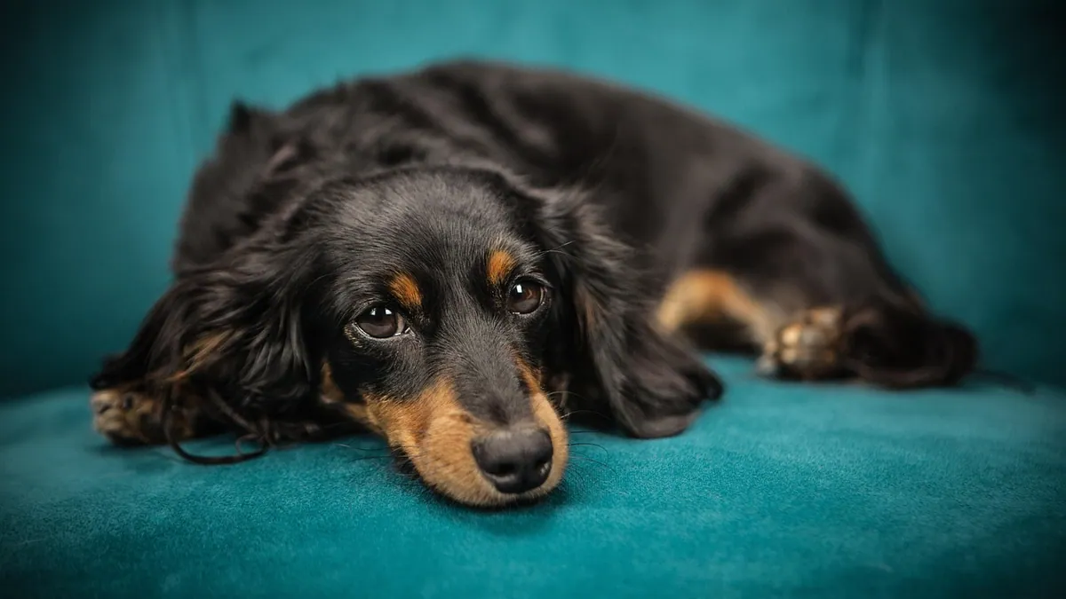 Dog Restless After Surgery or Anesthesia: What's Normal?