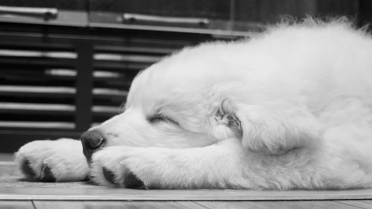 Dog Ripped a Paw Pad? How to Treat It at Home
