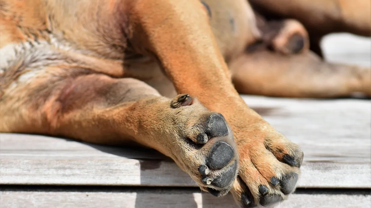 Dog Ripped Out a Nail: Quick Care and Healing Steps
