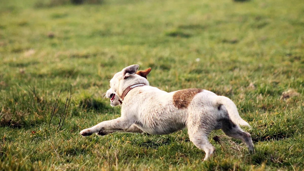 Why Does My Dog Roll in the Grass? Normal or Not?
