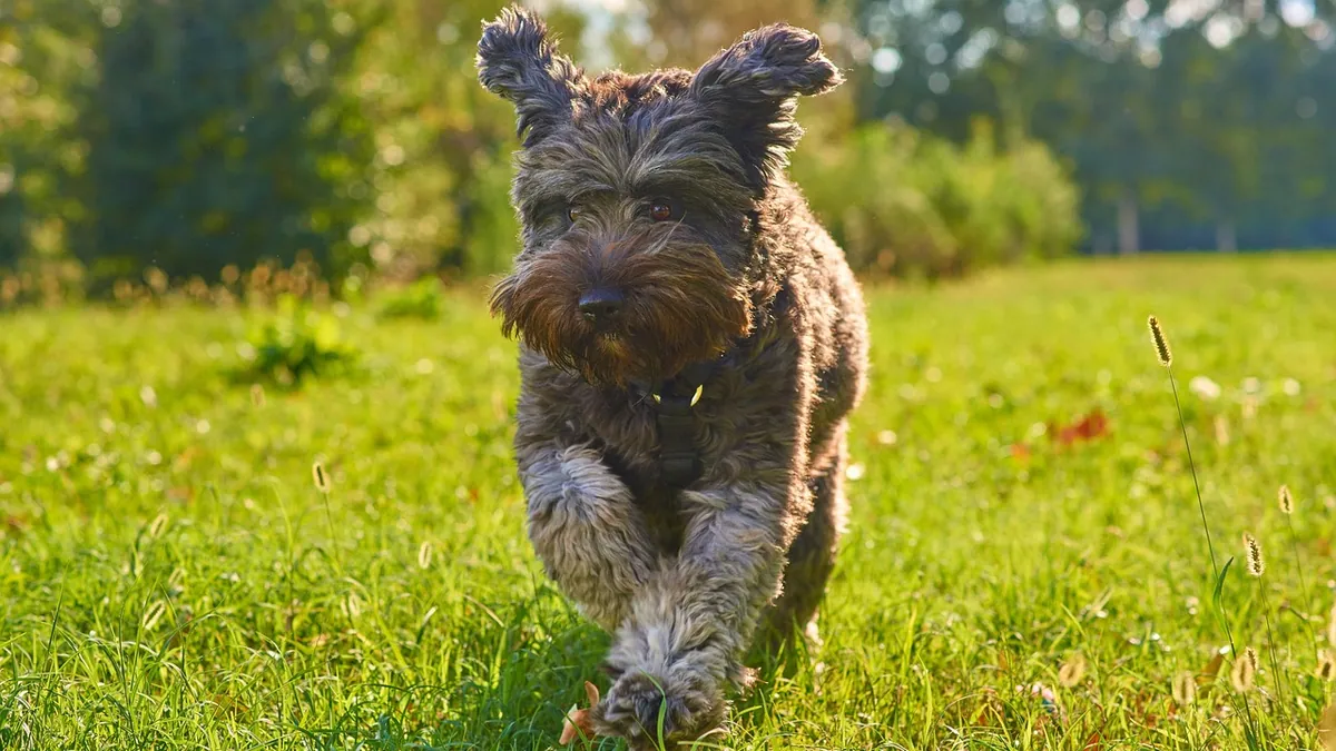 Why Does My Dog Roll in Poop? Causes and How to Stop It