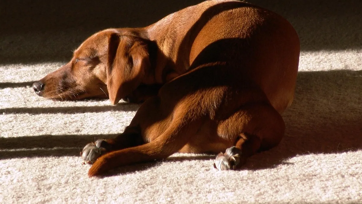 Why Does My Dog Rub His Face on Me or the Carpet?