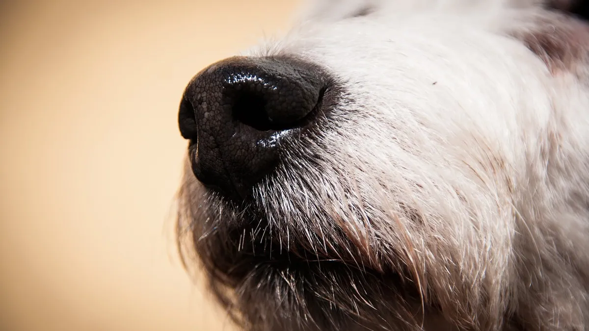 Why Is My Dog's Nose Running? Causes and When to Worry