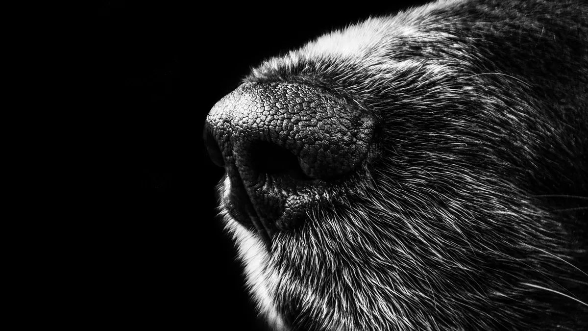 Runny Nose in Dogs: Normal or a Warning Sign?