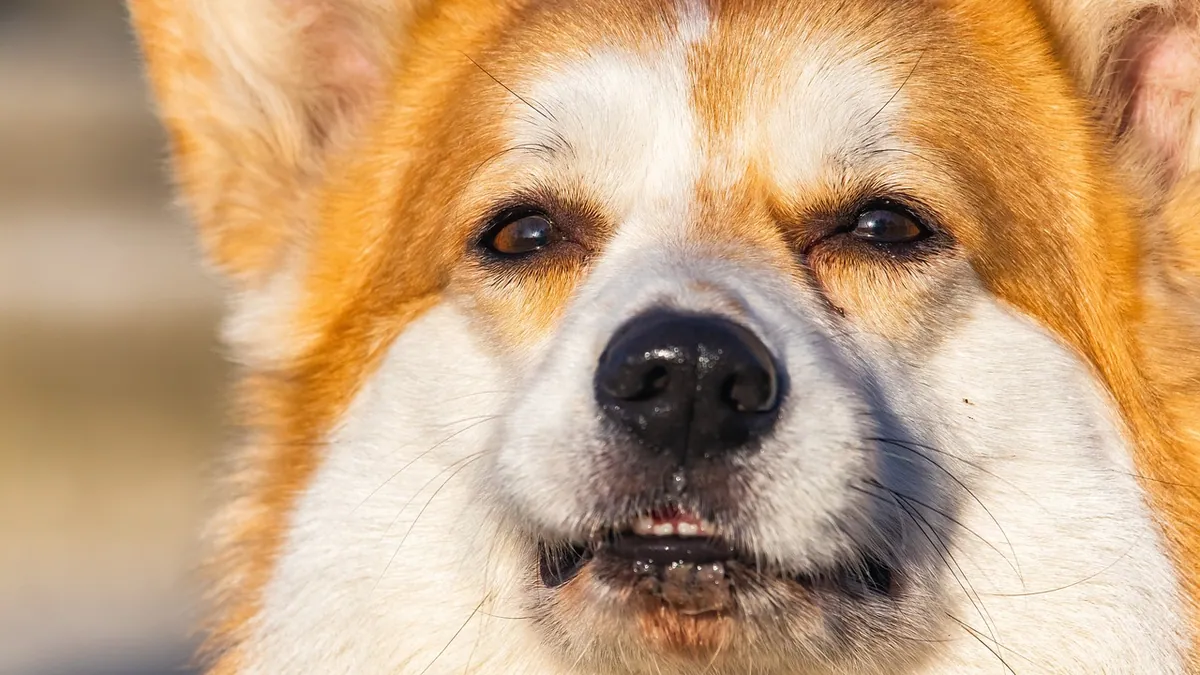 What Can I Give My Dog for a Runny Nose?