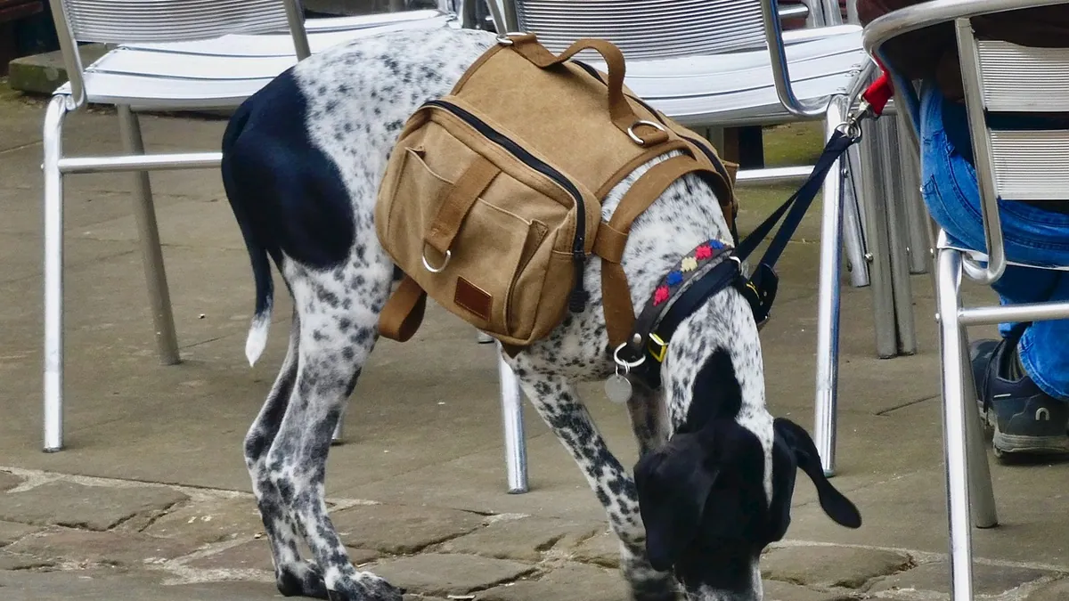 Sedating a Dog for a Flight: Safe Options and Risks