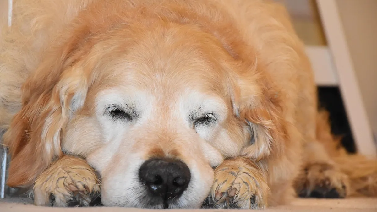 Dog Sedation Medications: Types, Uses, and Safety