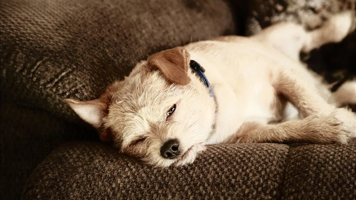 Dog Sedation Side Effects: What to Expect
