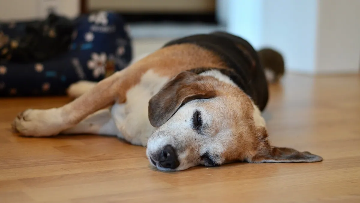Seizures in Dogs While Sleeping: Causes and What to Do