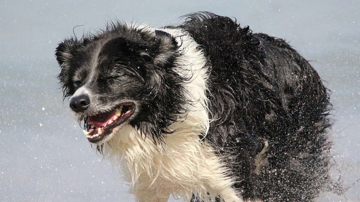 Why Does My Dog Shake or Roll After Vetsulin? What to Do