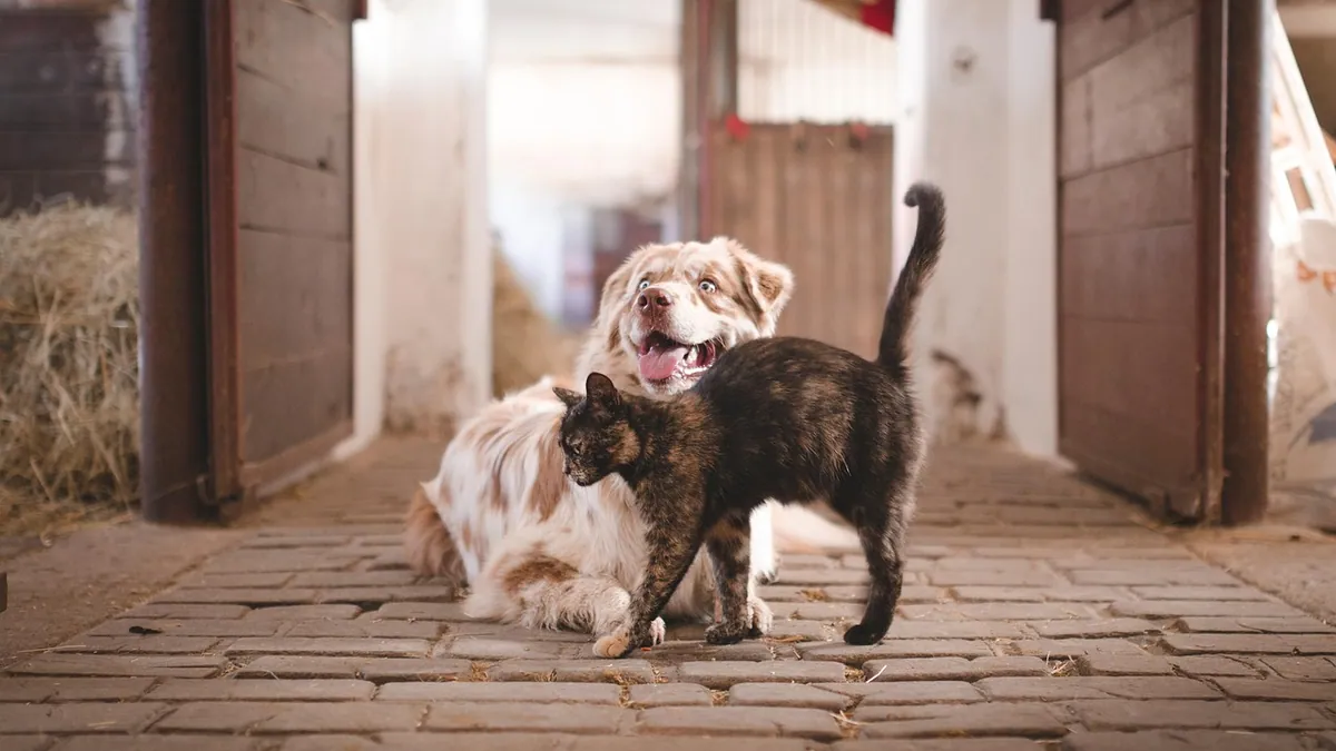 Is Dog Shampoo Safe for Cats? What Owners Should Know