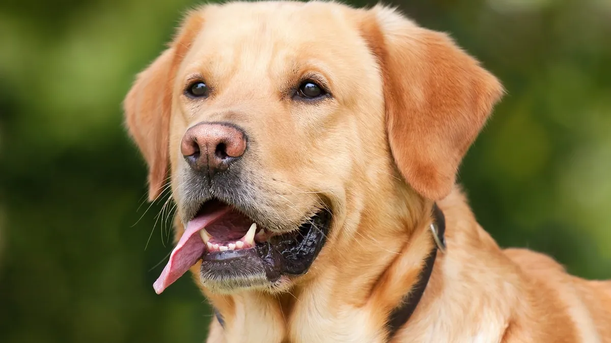 Dog Skin Barrier Repair: Helping Damaged Skin Heal
