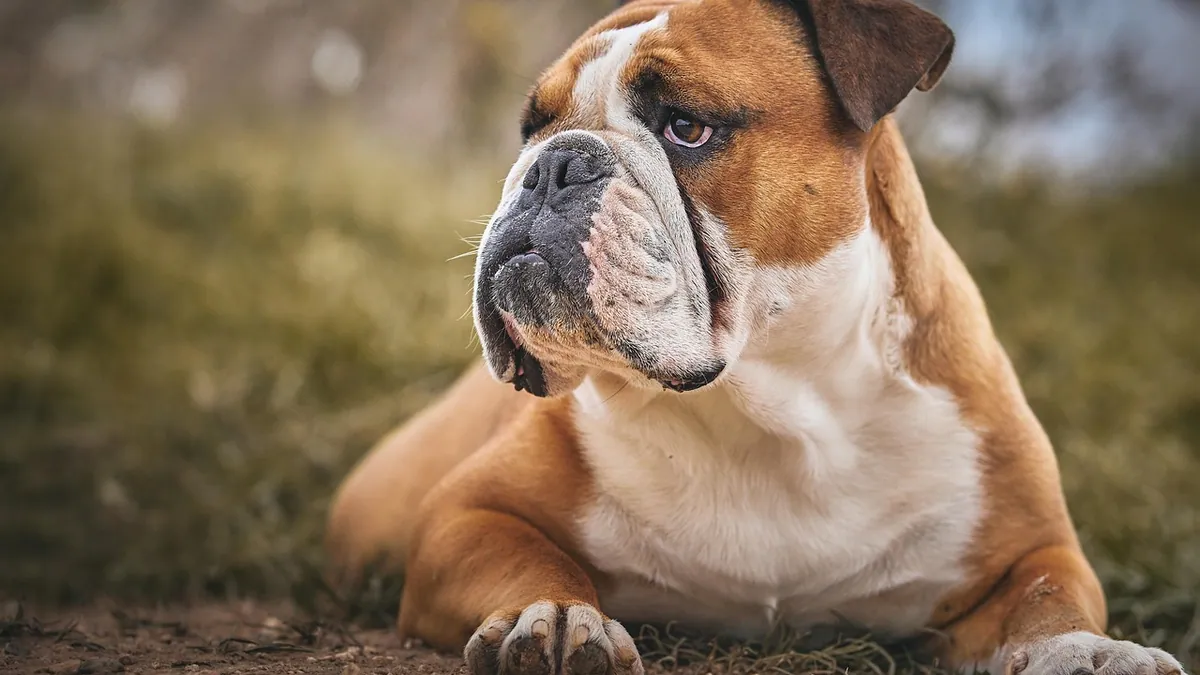 Dog Skin Fold Dermatitis: Home Care and When to See a Vet