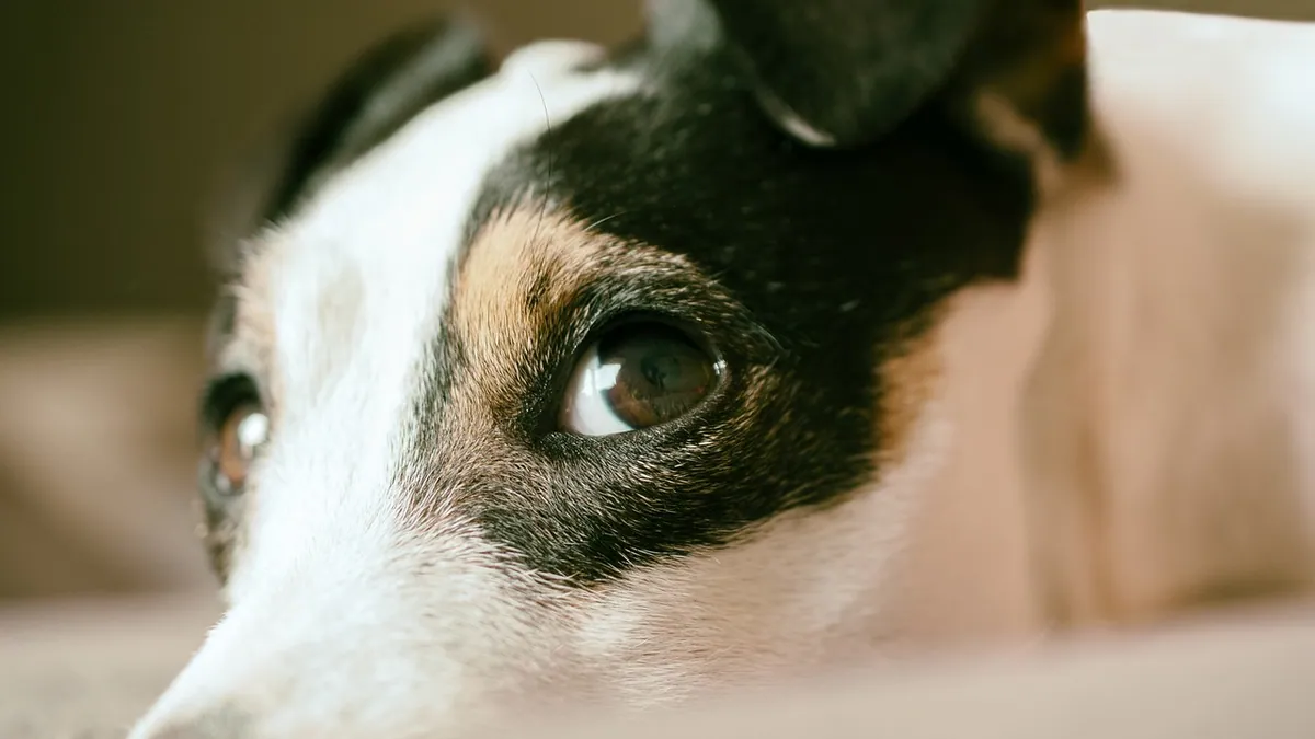 Skin Necrosis in Dogs: Causes, Warning Signs, and Care