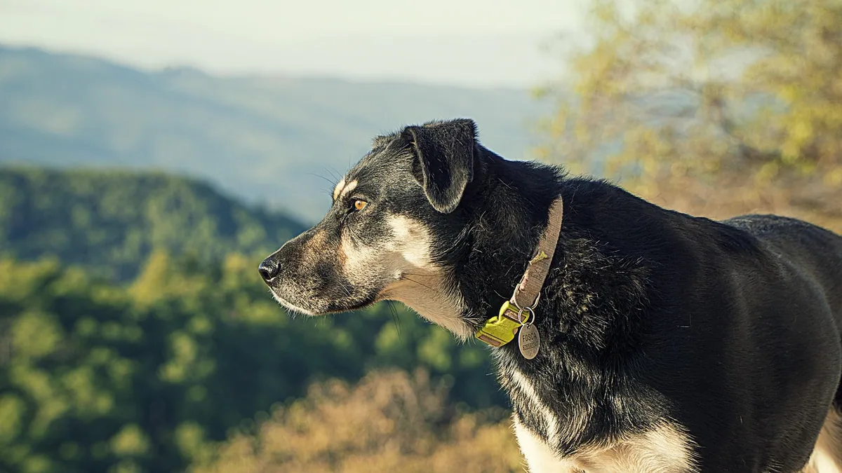 Dog Skin Oozing Clear Liquid: Causes and What to Do