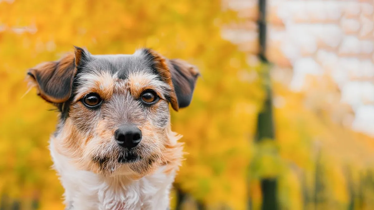 Dog Skin Peeling Off: Causes on the Belly and Body