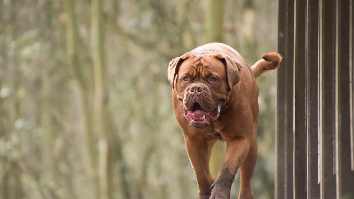 Dog Skin Scrape and Erosion: What These Findings Mean