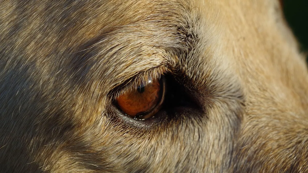 Dog Skin Sores: Causes, Home Care, and When to See a Vet