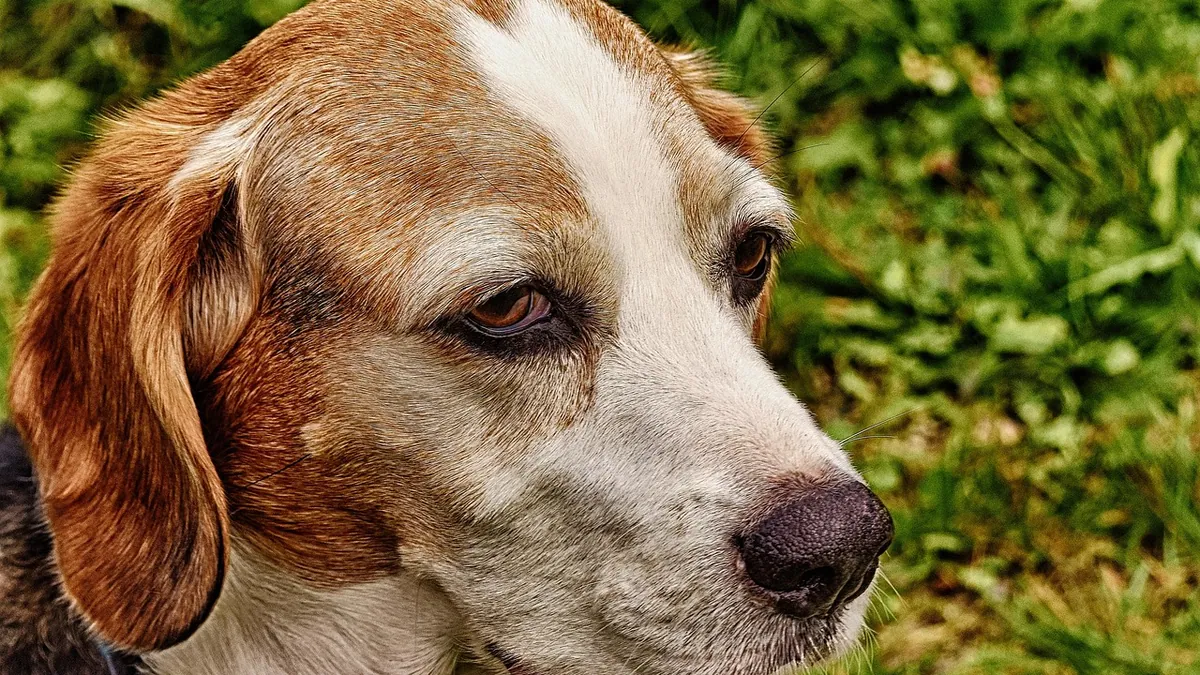 Bleeding or Ulcerated Skin Tag on a Dog: What to Do