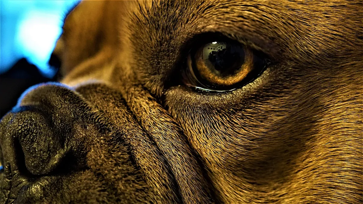 Skin Tags on Dogs: Eyes, Ears, Mouth and More
