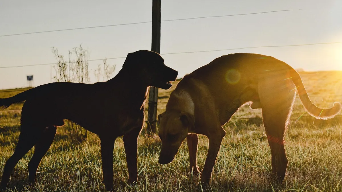 Why Is My Dog's Skin Turning Black? Causes and Next Steps