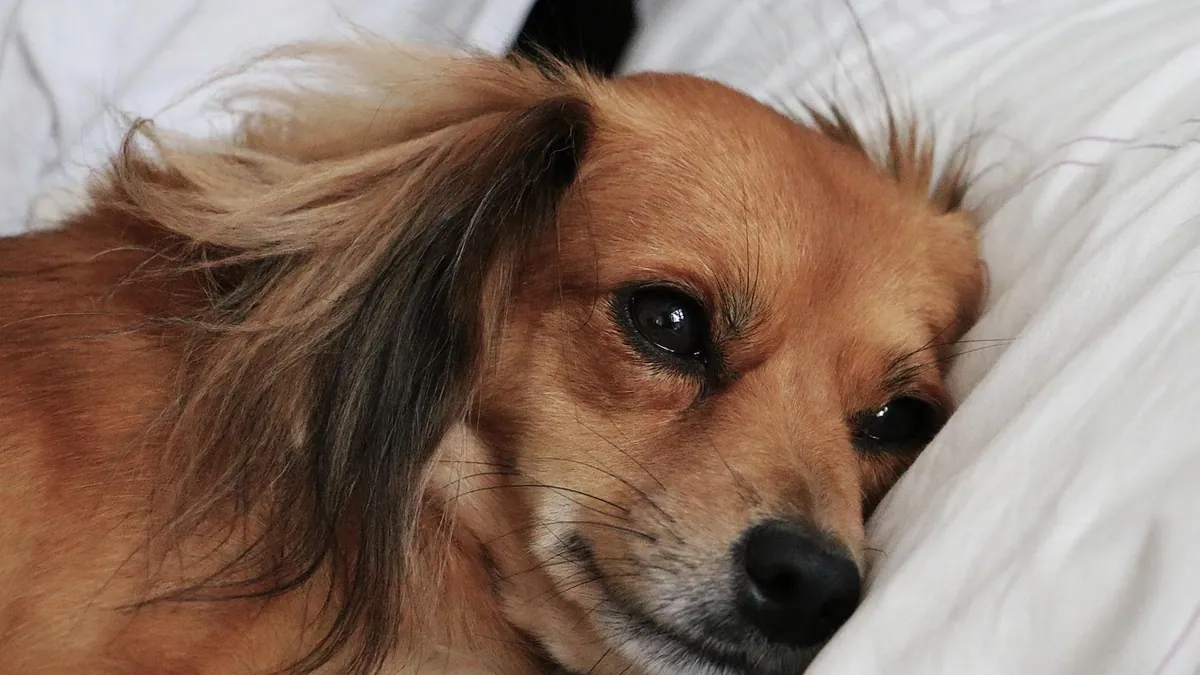 What Can I Give My Dog for Sleep? Safe Options