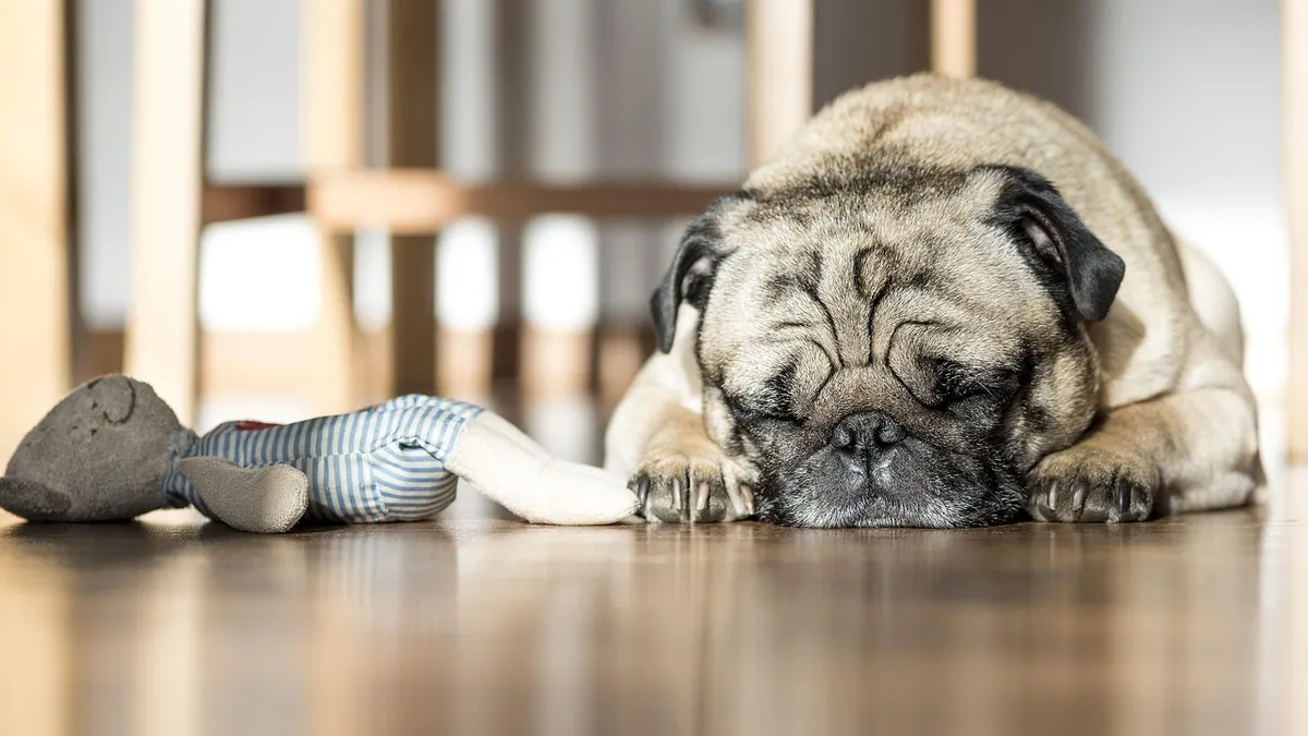 How to Care for a Dog After Spay or Neuter: Recovery Guide